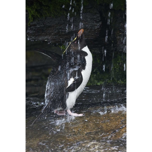 Falkland Islands Rockhopper penguin bathing